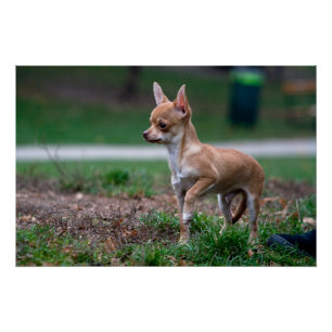 Poster Sweet Chihuahua chiot chien Wannabe