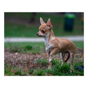 Poster Sweet Chihuahua chiot chien Wannabe