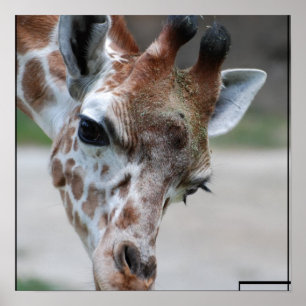 Poster Sweet Giraffe