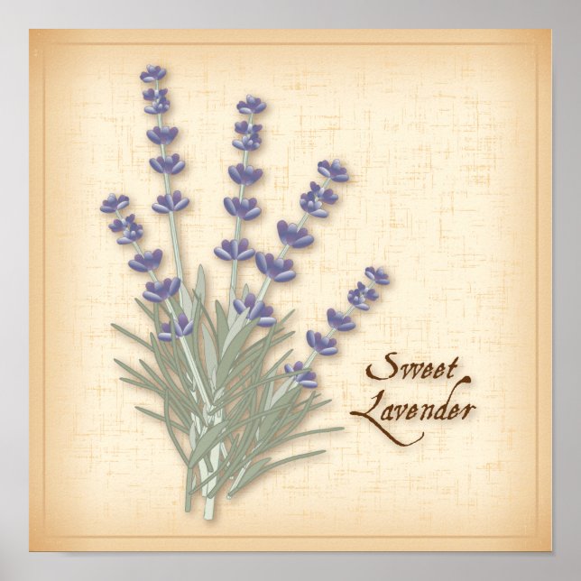 Poster Sweet Lavender (Devant)