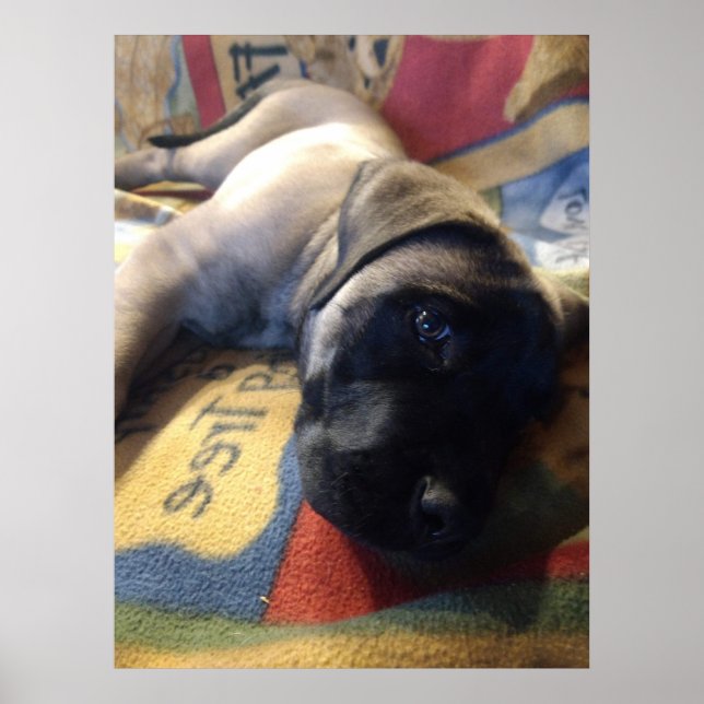 Poster Sweet Mastiff Puppy (Devant)