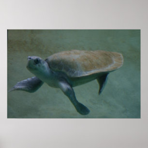 Poster Swimmin