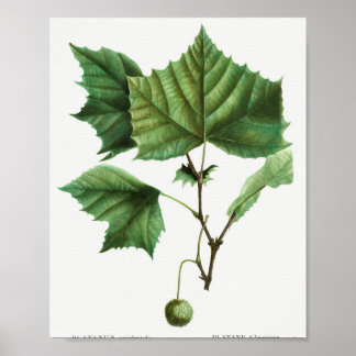 Poster Sycamore américain (Platanus occidentalis) de Tra