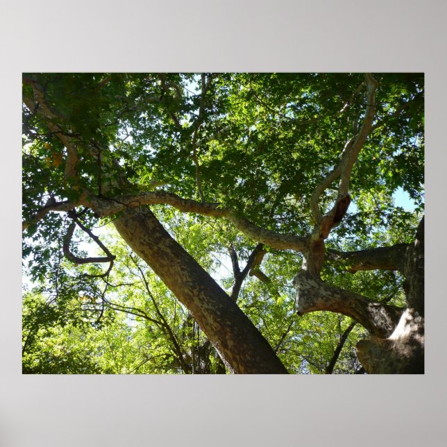 Poster Sycamore Tree Nature verte (Devant)