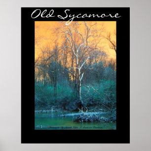 Poster Sycamore Tree, Vieux Sycamore
