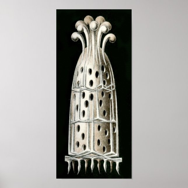 Poster Sycandra compresseur, Ernst Haeckel Fine Art (Devant)