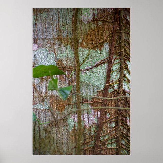 Poster Symbiose (Devant)