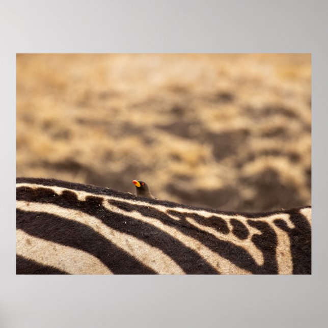 Poster Symbiose : Oxpecker & Zebra (Devant)