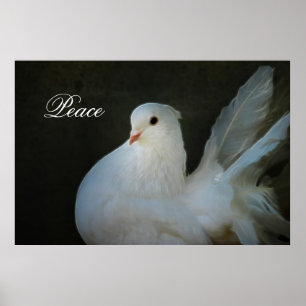 Poster Symbole de paix de colombe de blanc