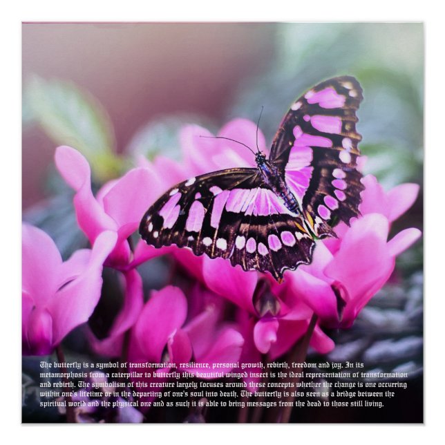 Poster Symbolisme Papillon (Devant)