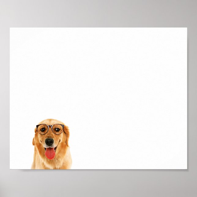 Poster Sympa chien Golden Retriever (Devant)