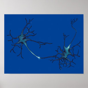 Poster Synapse Entre Neurons, Neuroscience Neuron