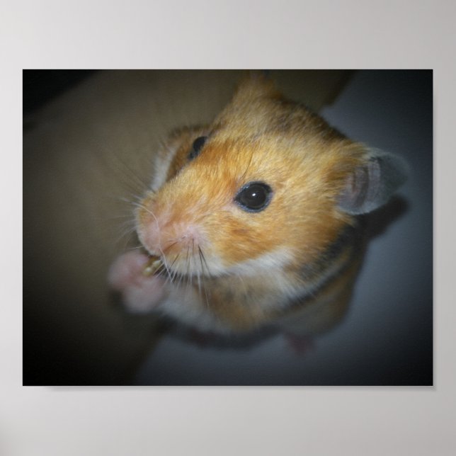 Poster syrien Hamster (Devant)