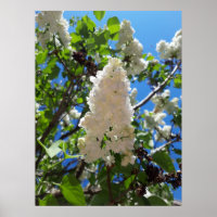 Syringa, Arbre à fleurs blanc Lilac