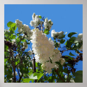 Poster Syringa, Arbre à fleurs blanc Lilac