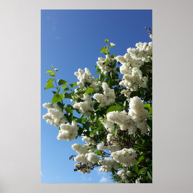 Poster Syringa, Arbre à fleurs blanc Lilac (Devant)