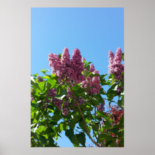 Poster Syringa , arbre à fleurs de lilas