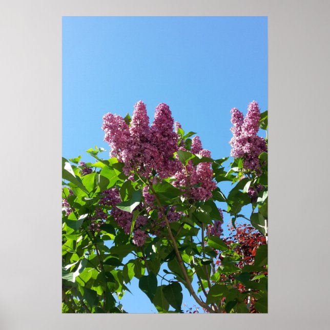 Poster Syringa, Arbre à fleurs Lilac (Devant)