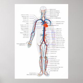 Poster Système circulatoire humain Diagramme de vue antér