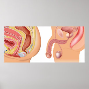 Poster Système de réduction pour les femmes et les hommes