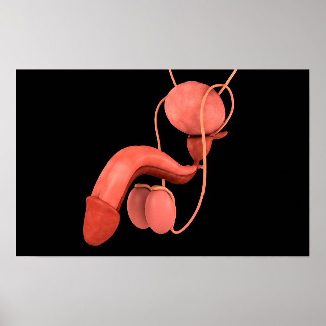 Poster Système de reproduction chez les hommes humains 3 (Devant)