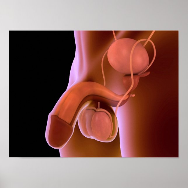 Poster Système de reproduction chez les hommes humains 4 (Devant)