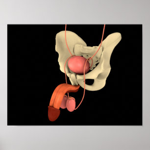 Poster Système de reproduction masculine 2