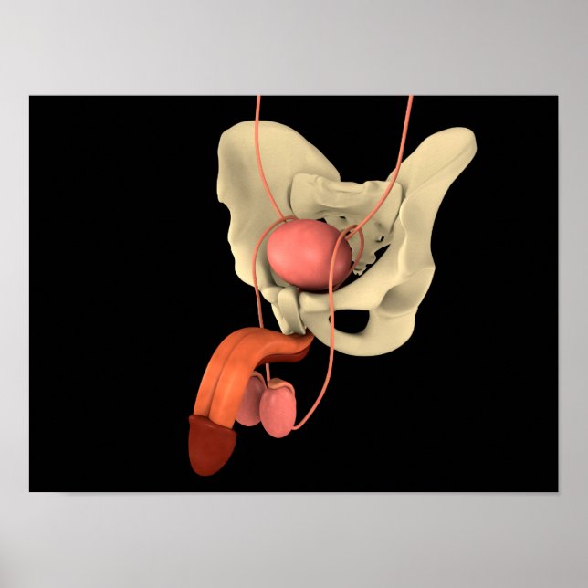 Poster Système de reproduction masculine 2 (Devant)
