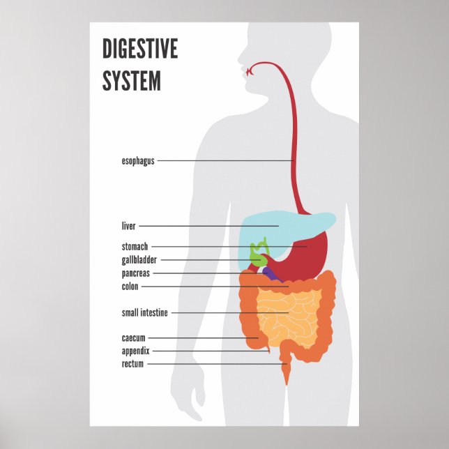 Poster Système digestif (Devant)