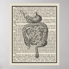Poster Système digestif Anatomie Art Imprimer #4