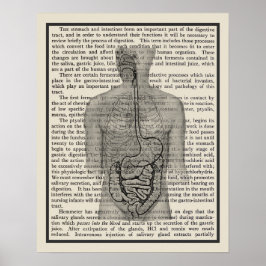 Poster Système digestif Anatomie Art Imprimer #5