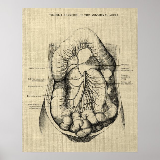 Poster Système digestif Anatomie imprimer 2 Gastroentérol (Devant)