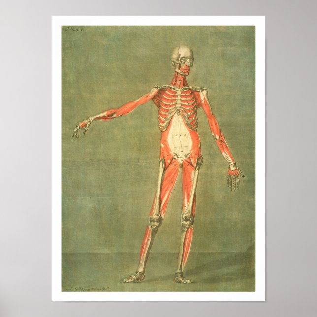 Poster Système Musculaire Plus Profond du Front du Corps, (Devant)