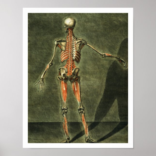 Poster Système musculaire profond de l'arrière du corps,  (Devant)