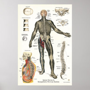 Poster Système nerveux Nerfs épineux Chiropratique 24 X 3