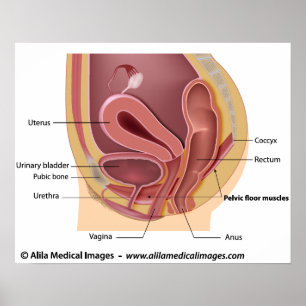 Poster Système reproducteur féminin labellisé diagramme.