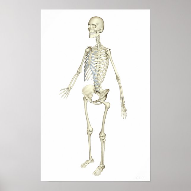 Poster Système Skeletal (Devant)