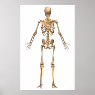 Poster Système Skeletal humain, Vue arrière
