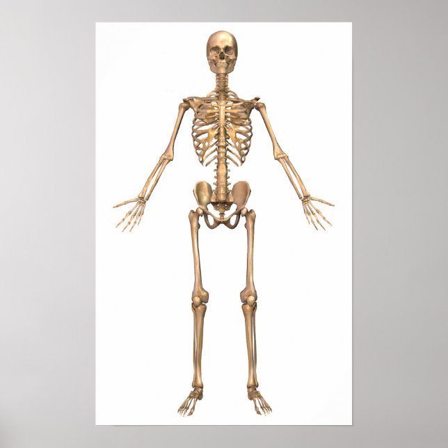 Poster Système Skeletal humain, Vue avant (Devant)