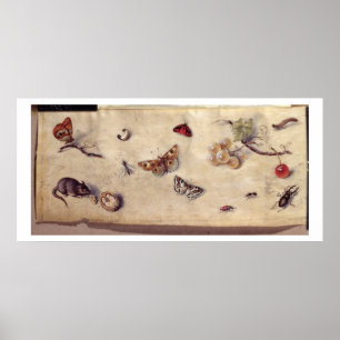 Poster T31566 Une étude de divers insectes, fruits et ani