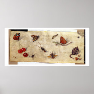 Poster T31567 Étude de divers insectes, fruits et animaux