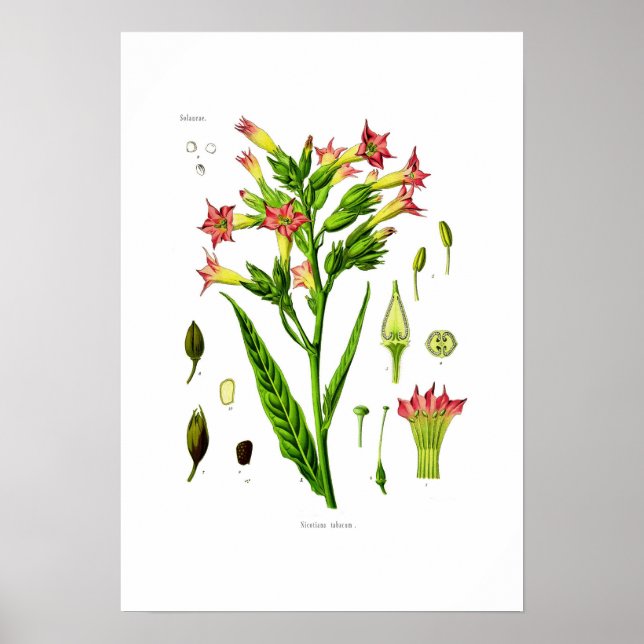 Poster Tabac (Devant)