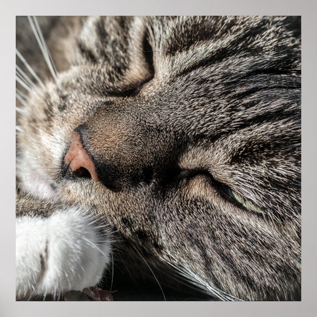 Poster Tabat Dormir (Devant)