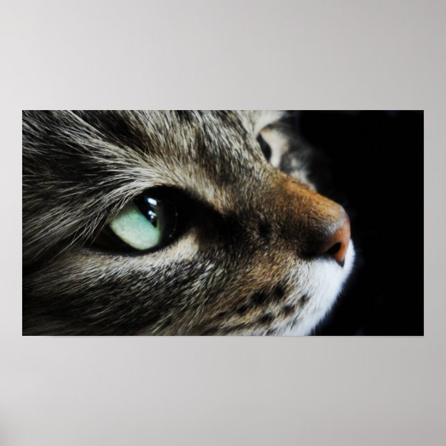 Poster Tabby (Devant)