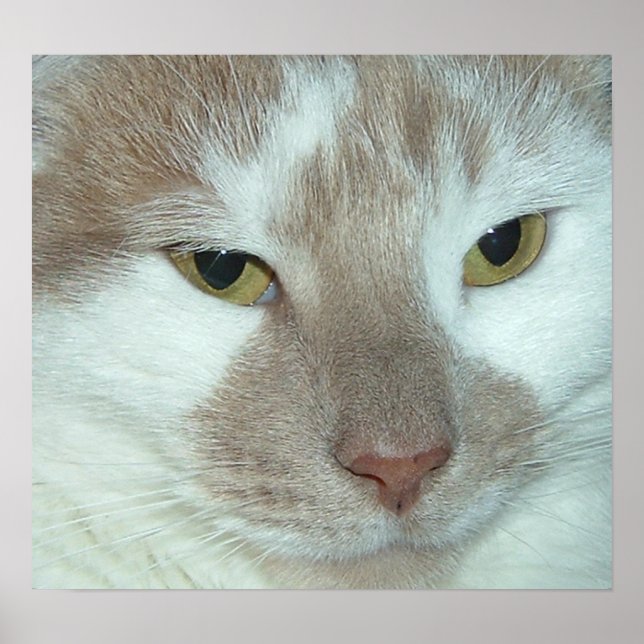 Poster Tabby blanc et orange (Devant)