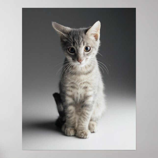 Poster Tabby bleu Kitten (Devant)