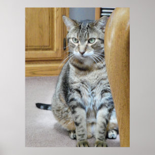 Poster Tabby Cat
