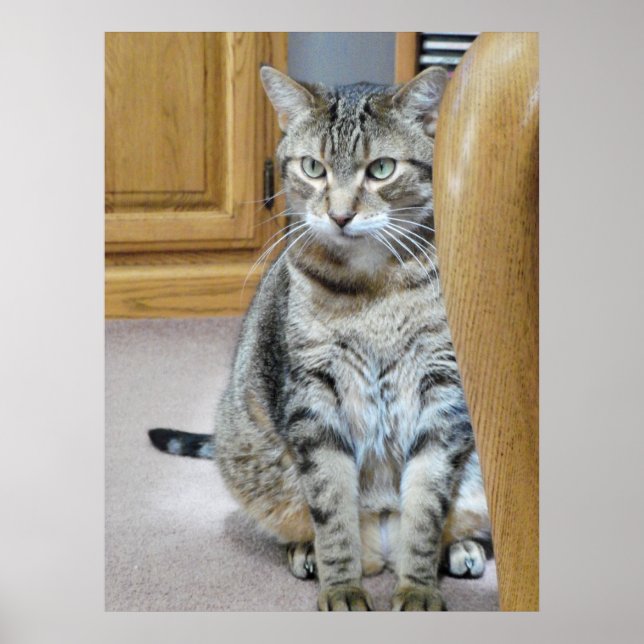 Poster Tabby Cat (Devant)