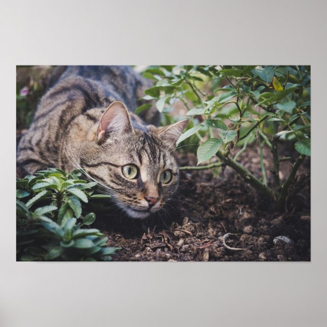 Poster Tabby Cat à Woods Stalking (Devant)