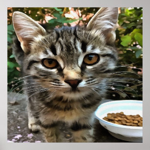 Poster Tabby Cat Kitten Faire contact visuel